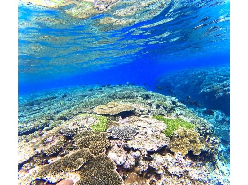 沖縄No1 ビーチを貸し切り‼︎シュノーケリング【90分】ジャングリア・美ら海水族館・古宇利島近く！高画質水中カメラ撮影無料♪♪の紹介画像