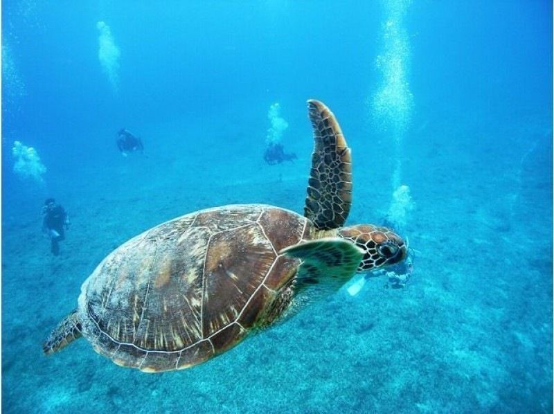 感動のケラマブルー！！透明度抜群の慶良間で2ボートダイブ【那覇発・1日・撮影データ無料プレゼント♪那覇市内送迎付】の紹介画像