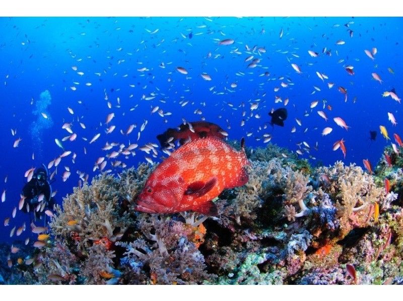 感動のケラマブルー！！透明度抜群の慶良間で2ボートダイブ【那覇発・1日・撮影データ無料プレゼント♪那覇市内送迎付】の紹介画像