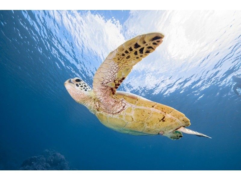 感動のケラマブルー！！透明度抜群の慶良間で2ボートダイブ【那覇発・1日・撮影データ無料プレゼント♪那覇市内送迎付】の紹介画像