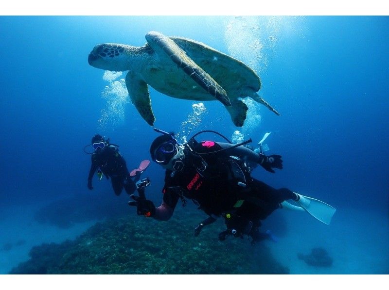 感動のケラマブルー！！透明度抜群の慶良間で2ボートダイブ【那覇発・1日・撮影データ無料プレゼント♪那覇市内送迎付】の紹介画像