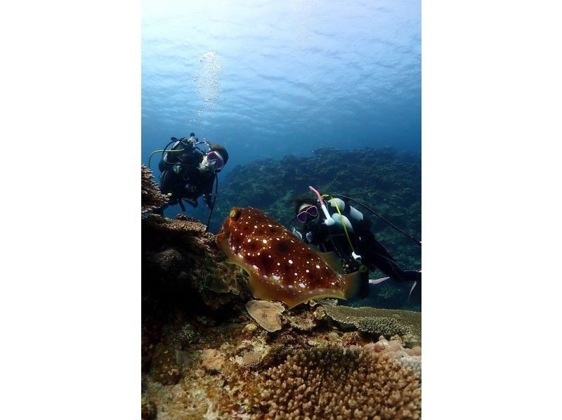 感動のケラマブルー！！透明度抜群の慶良間で2ボートダイブ【那覇発・1日・撮影データ無料プレゼント♪那覇市内送迎付】の紹介画像