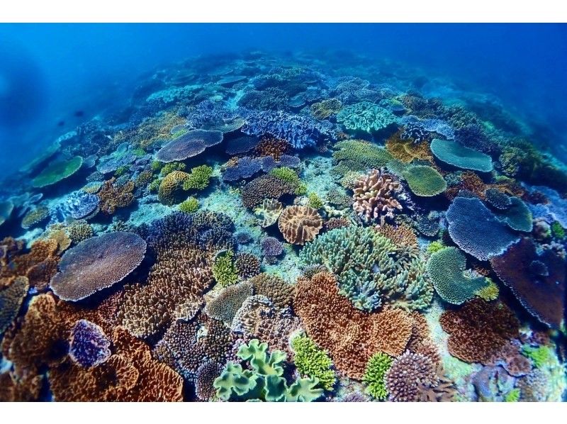 感動のケラマブルー！！透明度抜群の慶良間で2ボートダイブ【那覇発・1日・撮影データ無料プレゼント♪那覇市内送迎付】の紹介画像