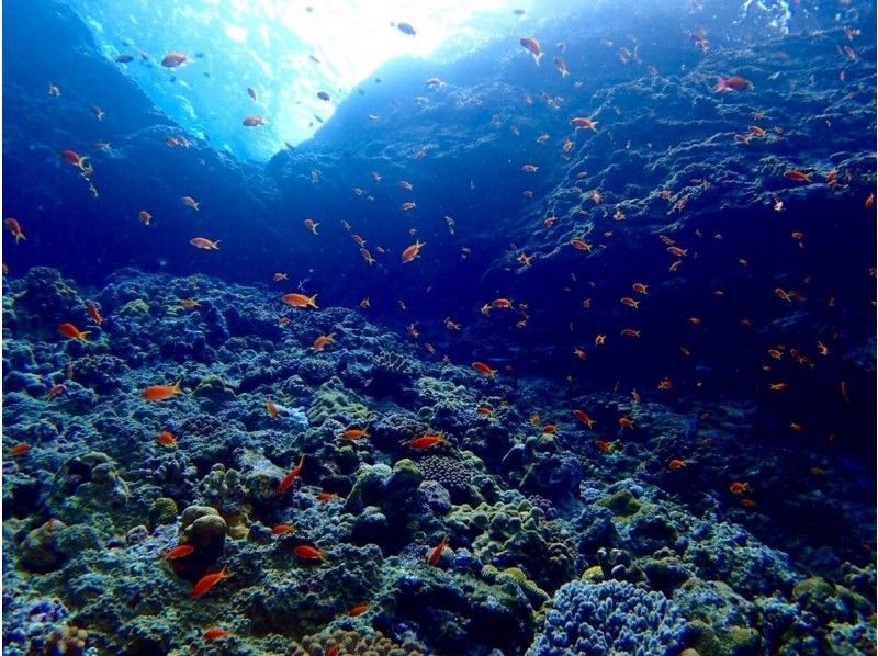 感動のケラマブルー！！透明度抜群の慶良間で2ボートダイブ【那覇発・1日・撮影データ無料プレゼント♪那覇市内送迎付】の紹介画像