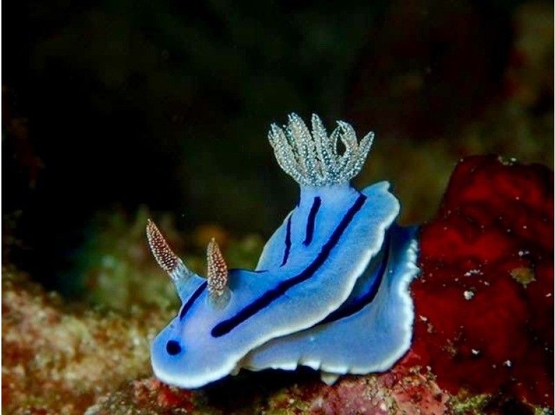 感動のケラマブルー！！透明度抜群の慶良間で2ボートダイブ【那覇発・1日・撮影データ無料プレゼント♪那覇市内送迎付】の紹介画像