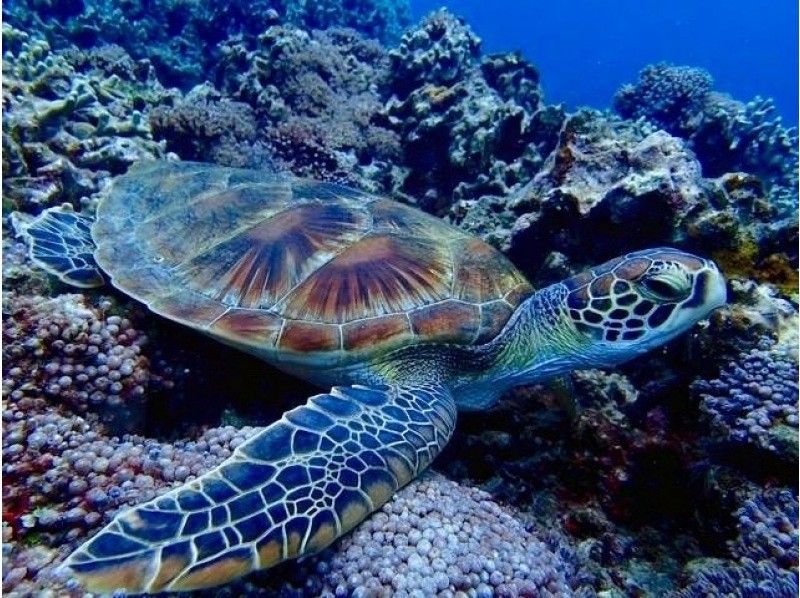 感動のケラマブルー！！透明度抜群の慶良間で2ボートダイブ【那覇発・1日・撮影データ無料プレゼント♪那覇市内送迎付】の紹介画像