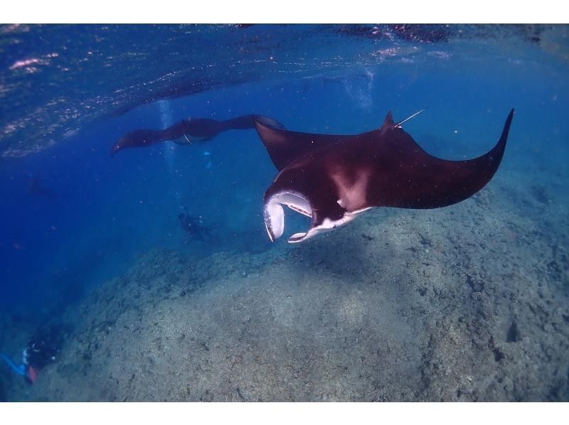 [Year-round tour in Ishigaki Island] A one-day snorkel tour that visits the best spots for manta rays and sea turtles! During the winter season, aim for manta rays on the surface of the water. ♪ From December to the end of March!の紹介画像