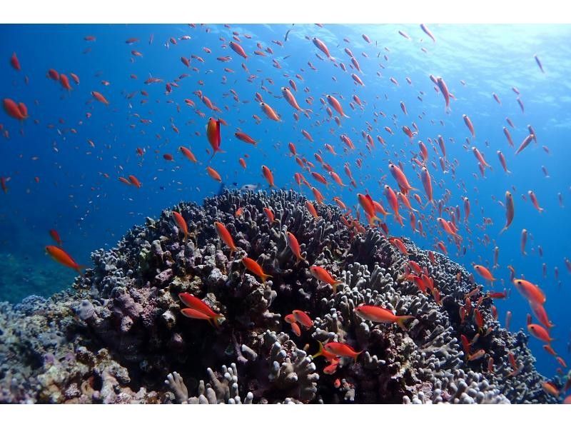 [Year-round tour in Ishigaki Island] A one-day snorkel tour that visits the best spots for manta rays and sea turtles! During the winter season, aim for manta rays on the surface of the water. ♪ From December to the end of March!の紹介画像