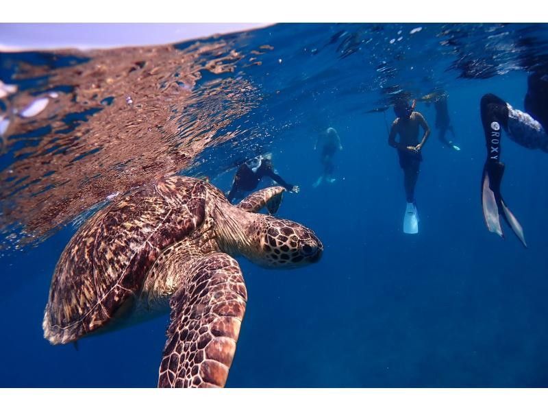[Year-round tour in Ishigaki Island] A one-day snorkel tour that visits the best spots for manta rays and sea turtles! During the winter season, aim for manta rays on the surface of the water. ♪ From December to the end of March!の紹介画像
