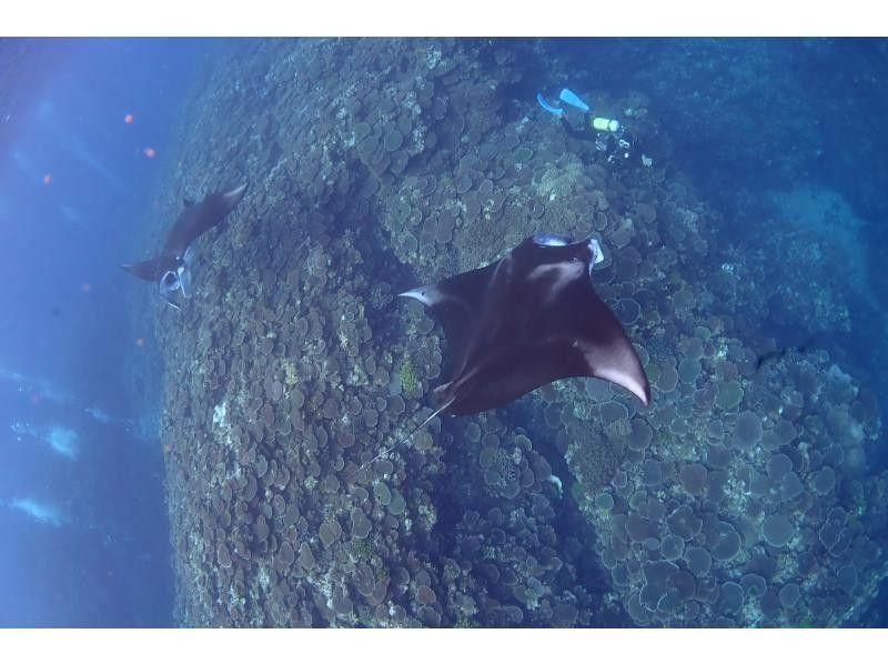 [Year-round tour in Ishigaki Island] A one-day snorkel tour that visits the best spots for manta rays and sea turtles! During the winter season, aim for manta rays on the surface of the water. ♪ From December to the end of March!の紹介画像