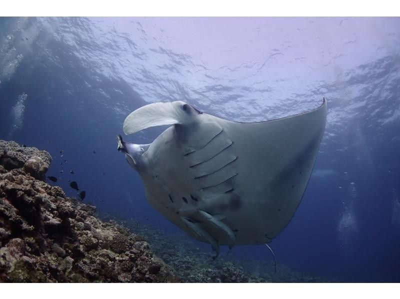 [Year-round tour in Ishigaki Island] A one-day snorkel tour that visits the best spots for manta rays and sea turtles! During the winter season, aim for manta rays on the surface of the water. ♪ From December to the end of March!の紹介画像