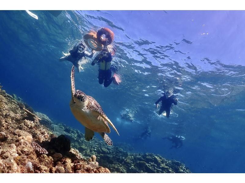 [Year-round tour in Ishigaki Island] A one-day snorkel tour that visits the best spots for manta rays and sea turtles! During the winter season, aim for manta rays on the surface of the water. ♪ From December to the end of March!の紹介画像