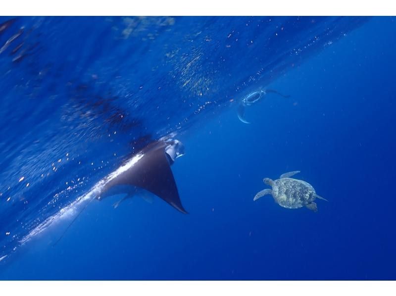 [Year-round tour in Ishigaki Island] A one-day snorkel tour that visits the best spots for manta rays and sea turtles! During the winter season, aim for manta rays on the surface of the water. ♪ From December to the end of March!の紹介画像