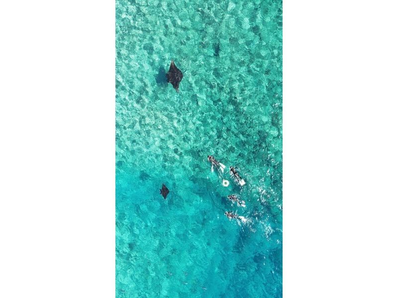 [Year-round tour in Ishigaki Island] A one-day snorkel tour that visits the best spots for manta rays and sea turtles! During the winter season, aim for manta rays on the surface of the water. ♪ From December to the end of March!の紹介画像