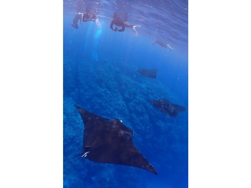 [Year-round tour in Ishigaki Island] A one-day snorkel tour that visits the best spots for manta rays and sea turtles! During the winter season, aim for manta rays on the surface of the water. ♪ From December to the end of March!の紹介画像