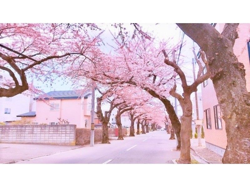 [Hakodate, Hokkaido] 1 night and 2 days cherry blossom bus tour from Sapporoの紹介画像