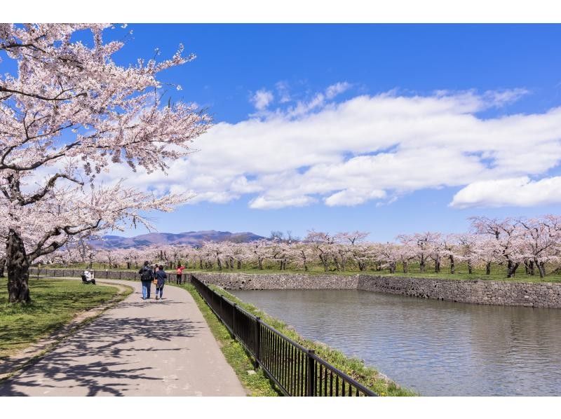 [Hakodate, Hokkaido] 1 night and 2 days cherry blossom bus tour from Sapporoの紹介画像