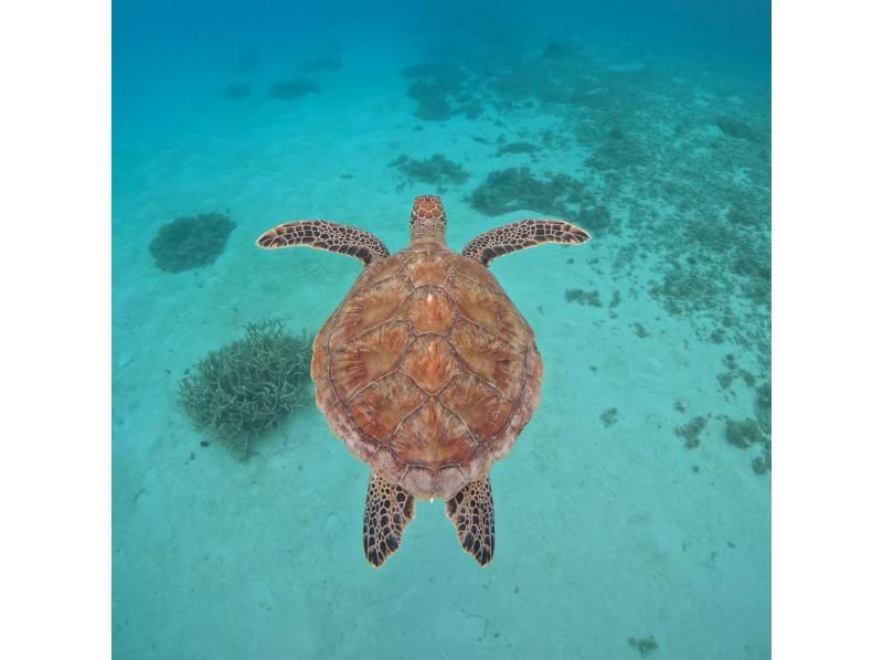 【沖縄・座間味島】写真動画撮ります♪手ぶら日帰り大歓迎♪シャワーとトイレ付、全面テント張りの大型グラスボートで美しい座間味の海をご案内♪の紹介画像