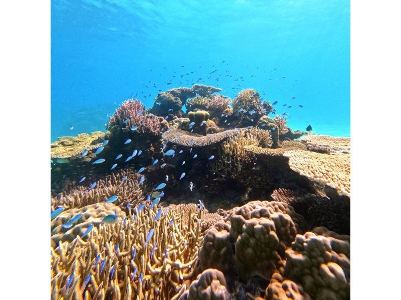 【沖縄・座間味島】写真動画撮ります♪手ぶら日帰り大歓迎♪シャワーとトイレ付、全面テント張りの大型グラスボートで美しい座間味の海をご案内♪の紹介画像