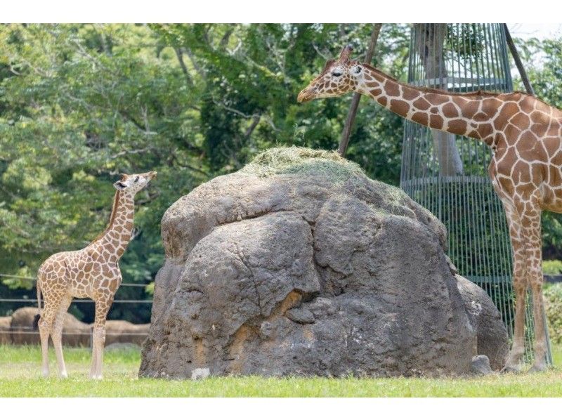 【아이치・도요하시】도요하시 종합 동식물 공원(논호이 파크) 입장 티켓の紹介画像