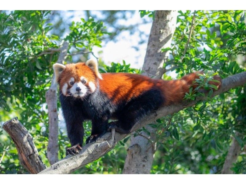 【아이치・도요하시】도요하시 종합 동식물 공원(논호이 파크) 입장 티켓の紹介画像