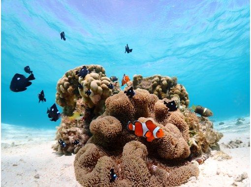 宮古島・2時間【大人気★ウミガメシュノーケルフォトツアー】必要機材&高画質写真付き・冬季限定温水シャワー付!安心安全アットホームな少人数制★ 宮古島・2時間【大人気★ウミガメシュノーケルフォトツアー】必要機材&高画質写真付き・冬季限定温水シャワー付!安心安全アットホームな少人数制★