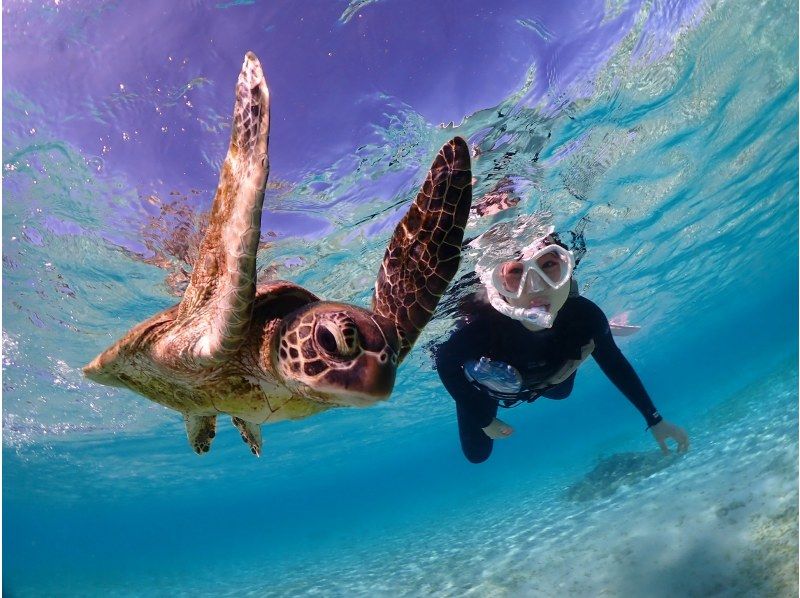 SALE! Miyakojima, 2 hours, sea turtles [sea turtle snorkeling photo tour encounter rate 100%] At-home tours are being held ♪ Necessary equipment rental & free photosの紹介画像