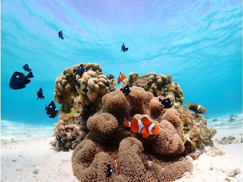 宮古島【ウミガメシュノーケルフォトツアー】遭遇率100%継続中！当日予約＆雨OK★必要機材＆高画質写真無料★少人数制アットホームツアー体験の紹介画像