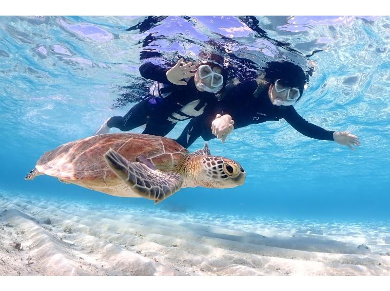 Miyakojima, 2 hours, sea turtles [High encounter rate ]