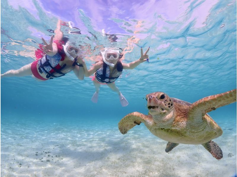 Miyakojima, 2 hours, sea turtles [High encounter rate ]