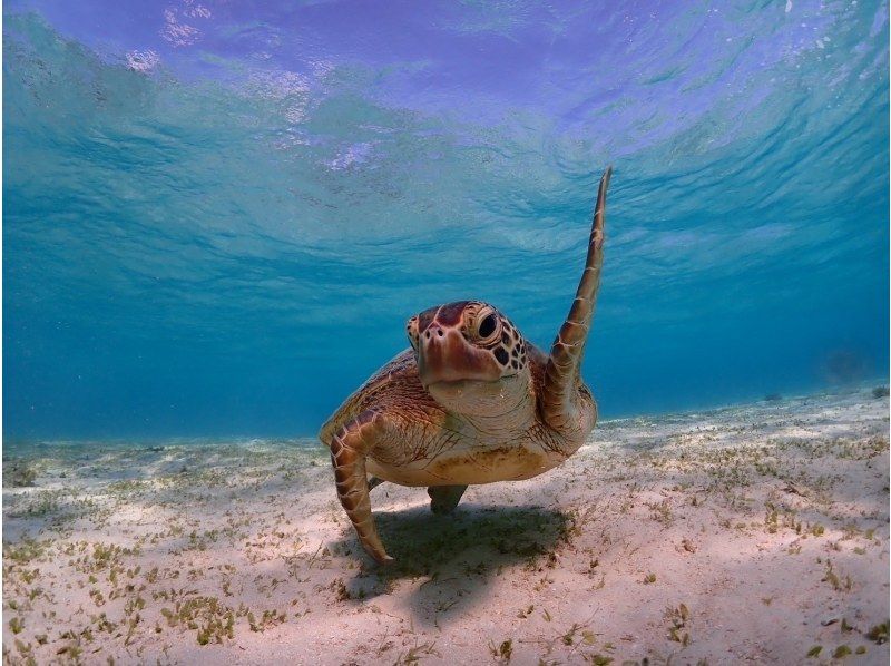 Miyakojima, 2 hours, sea turtles [High encounter rate ]