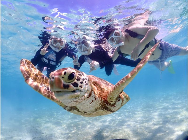 Miyakojima, 2 hours, sea turtles [High encounter rate ]