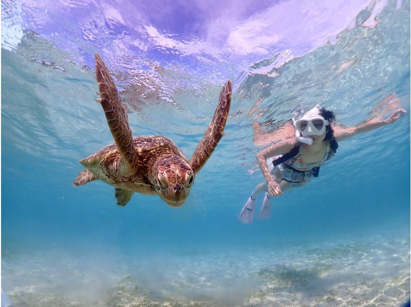 Miyakojima, 2 hours, sea turtles [High encounter rate ]