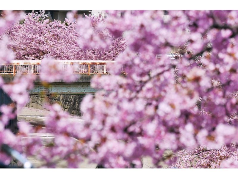 【スプリングセール実施中】幻の港湾都市に咲く、京都最速の早咲き桜「河津桜」ツアー！の紹介画像