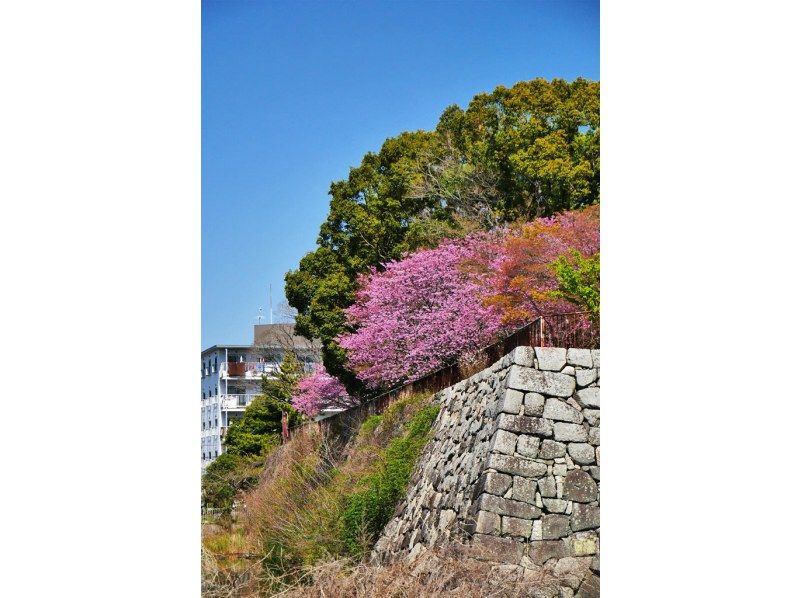 【スプリングセール実施中】幻の港湾都市に咲く、京都最速の早咲き桜「河津桜」ツアー！の紹介画像