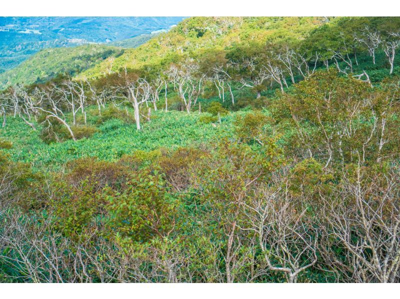 [Hokkaido/Noboribetsu] Orofure mountaintop hiking tourの紹介画像