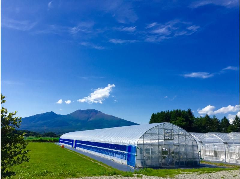 [Nagano/Karuizawa] A fixed amount of picking plan for Shinku no Misuzu (black strawberries) ★ A rare variety featured on Nippon Television's "Manten☆Aozora Restaurant" ★ You can pick and take them homeの紹介画像