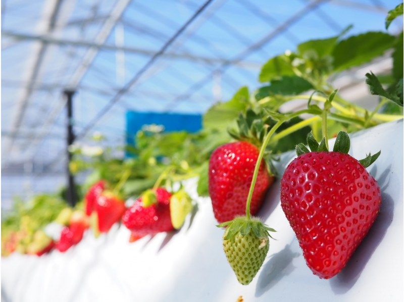 [Nagano/Karuizawa] A fixed amount of picking plan for Shinku no Misuzu (black strawberries) ★ A rare variety featured on Nippon Television's "Manten☆Aozora Restaurant" ★ You can pick and take them homeの紹介画像