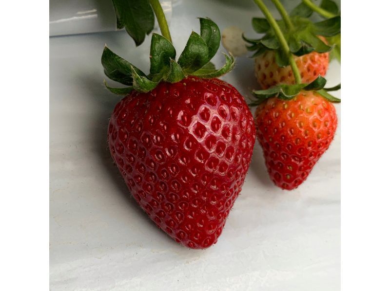 [Nagano/Karuizawa] A fixed amount of picking plan for Shinku no Misuzu (black strawberries) ★ A rare variety featured on Nippon Television's "Manten☆Aozora Restaurant" ★ You can pick and take them homeの紹介画像