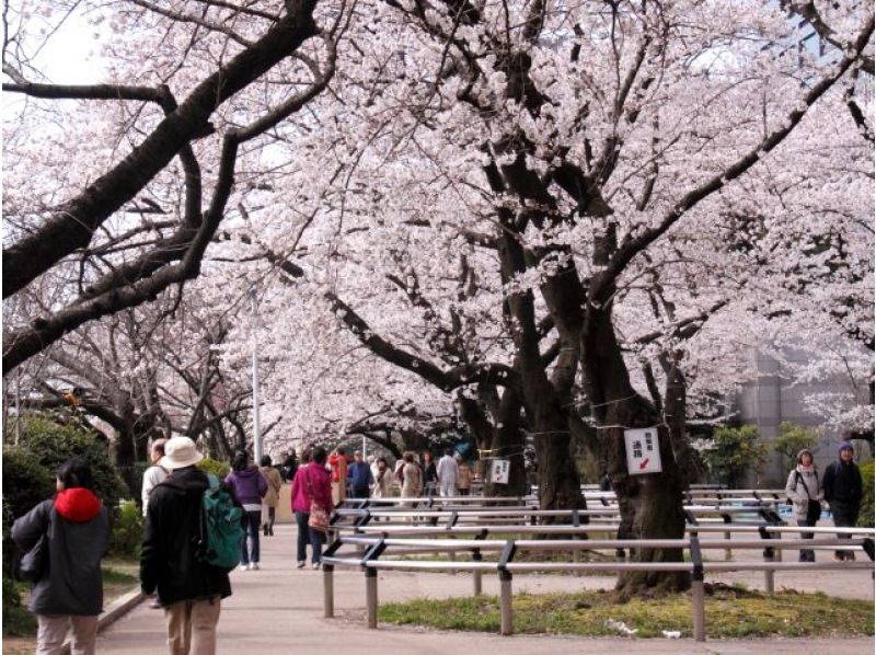 ＜Only twice a year＞ Imperial Palace Inui Street open to the public & 7 famous cherry blossom spots and Toyosu shopping bus tour ~Includes a hotel buffet of about 50 types [029029-591]の紹介画像