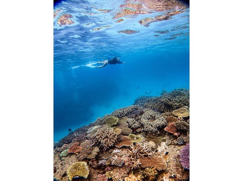 [Okinawa, Minna Island & Sesoko Island] 2 dives Boat entry skin diving (for beginners)の紹介画像