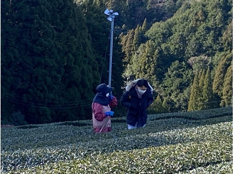 [静冈/挂川]〜专业茶店的品茶体验〜茶园散步和茶店的煎茶茶会の紹介画像