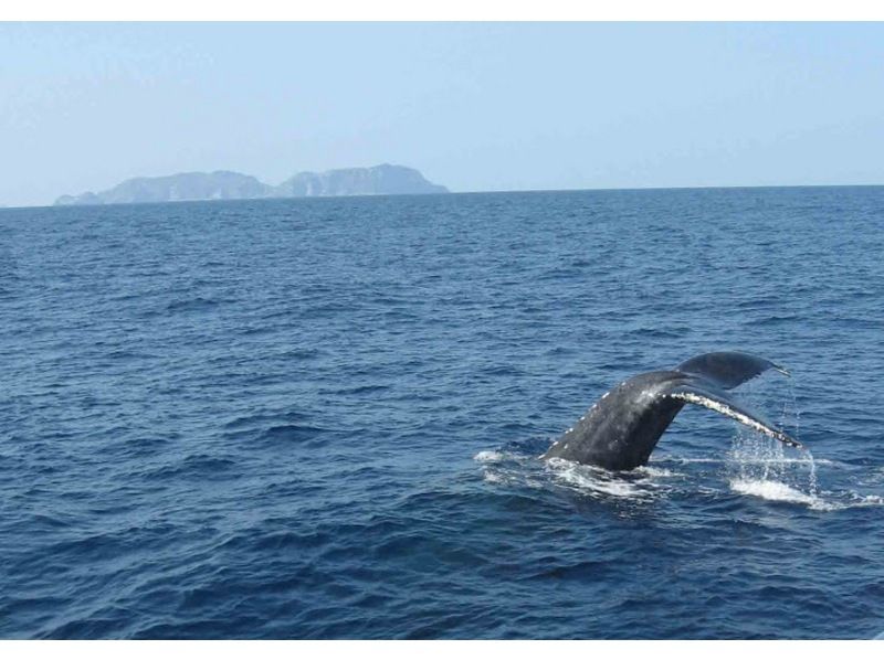 [Okinawa/Zamami] 2 hours of whale watching! Whale-friendly★Parents and children welcome, you can participate empty-handed on the dayの紹介画像