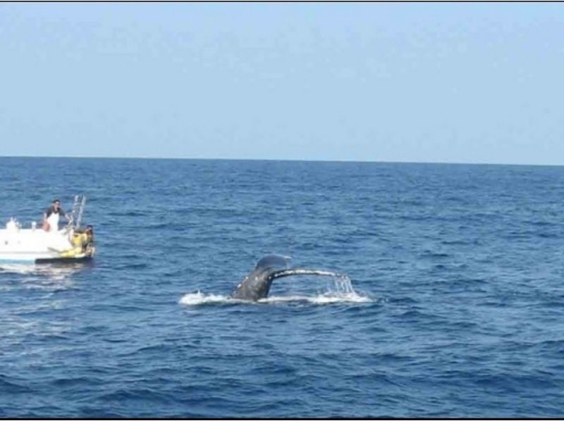 [Okinawa/Zamami] 2 hours of whale watching! Whale-friendly★Parents and children welcome, you can participate empty-handed on the dayの紹介画像