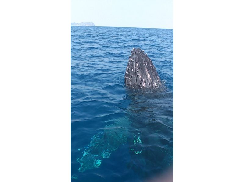 [Okinawa/Zamami] 2 hours of whale watching! Whale-friendly★Parents and children welcome, you can participate empty-handed on the dayの紹介画像