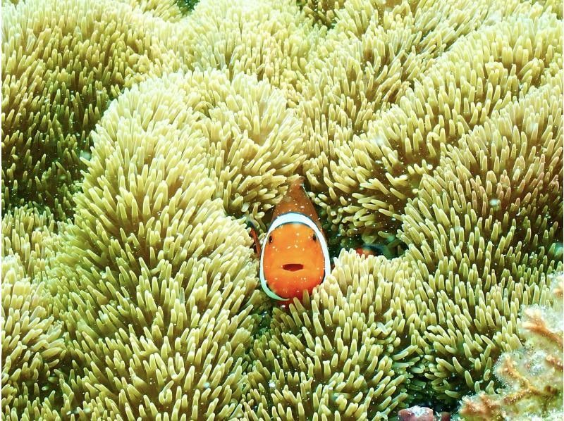 【宮古島/1時間】手軽にショートシュノーケル！《熱帯魚・珊瑚礁》写真データ無料！時間がない方オススメ！スーパーサマーセール2024の紹介画像