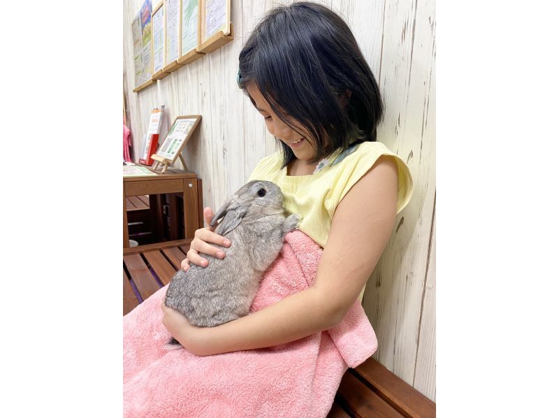【교토·미나미구】어른부터 아이까지 누구나 치유된다! 세계 제일 귀여운 토끼와의 만남 체험!の紹介画像