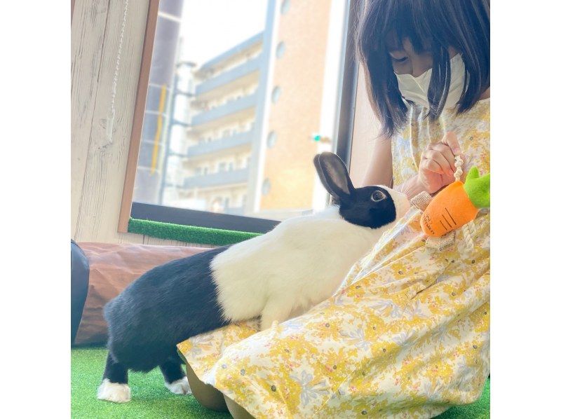 【교토·미나미구】어른부터 아이까지 누구나 치유된다! 세계 제일 귀여운 토끼와의 만남 체험!の紹介画像