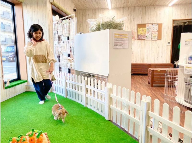 [京都/南区]从大人到小孩都可以被治愈！体验与世界上最可爱的兔子互动！の紹介画像