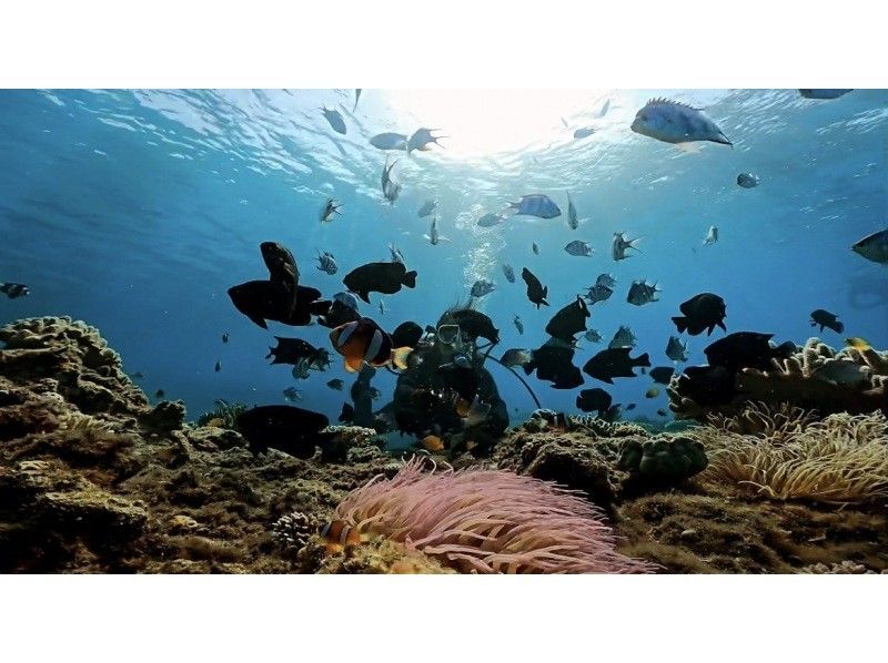 [沖繩/本部鎮]大猩猩砍樂趣潛水♪免費GoPro照片數據服務所有設備租賃費都包括在內！の紹介画像